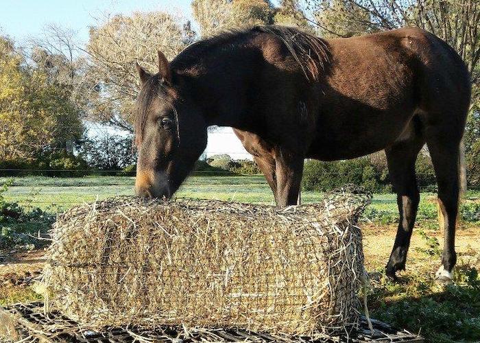 Ed Hay Knotted Hay Nets - Large – Gutzbusta UK