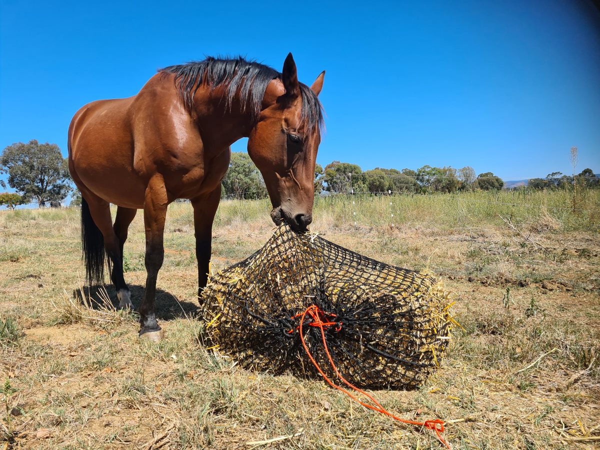 Fixed Hay Net Knotless Hay Nets - Large – Gutzbusta UK