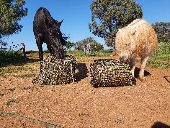 Knotless Hay Nets - Medium